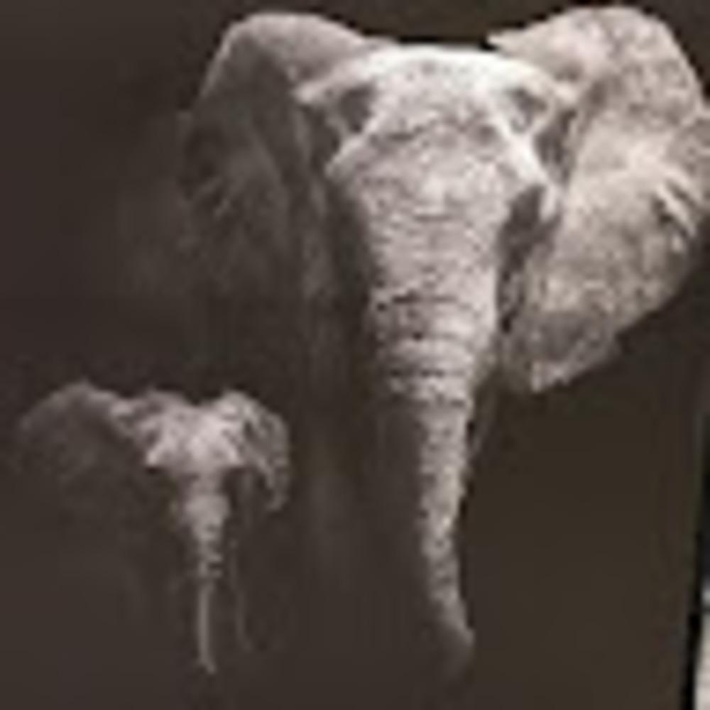 Meet your Posher, Donald